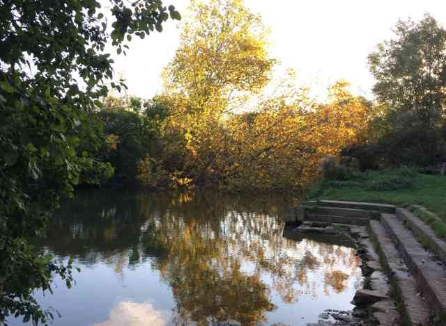 A tree that has fallen into the River Cherwell in Oxford.